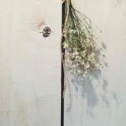 yamの画像