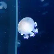 海月の画像