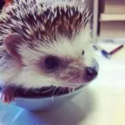 チモシーの画像