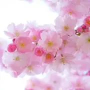 るるの画像