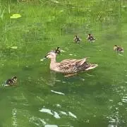 pipipopomamaの画像