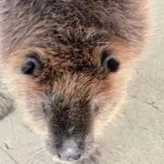 ホッシーの画像