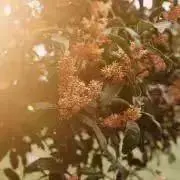 hanaの画像