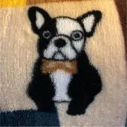 わんこの画像