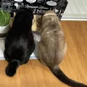 Milk&Tomの画像