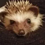 りんぷーの画像