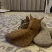 ひめの画像