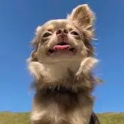 たらこの画像