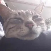 わらびもち