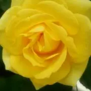 ポポラスの画像