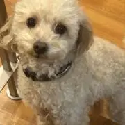 サクの画像