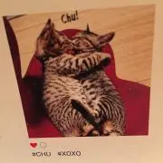 ねこ