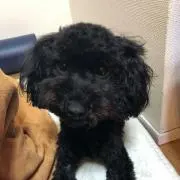 ショコラの画像