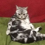 きち