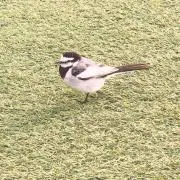 抹茶の画像