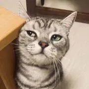 yansuの画像