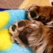 ちびた【必ず プロフ一読下さい】の画像