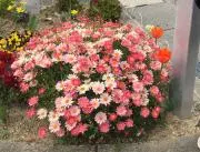 PINOの画像