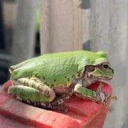 かたつむり