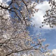 こうめの画像