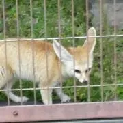 yashikoの画像