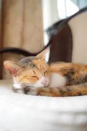 しょっちゃんの画像