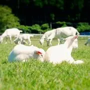 ろこの画像