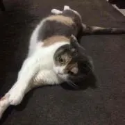 だにぃの画像