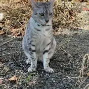 Hiro