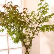 syokichi8977の画像