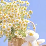 しーの画像