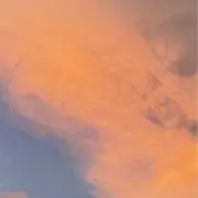 ぽんの画像