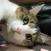 あめ※土日発送してません。の画像