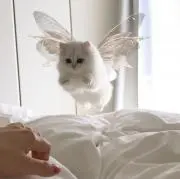 てちの画像