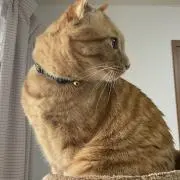 アイスクリーム☆*。の画像