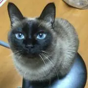 茶々