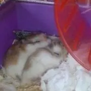 NEの画像