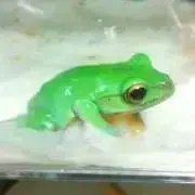 かえるの子⭐︎の画像