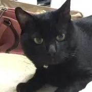 ふじばの画像
