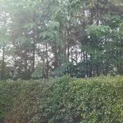 くーちゃん