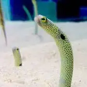 まぐろの画像