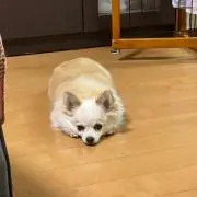 しじみの画像