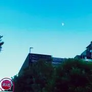 ガミの画像