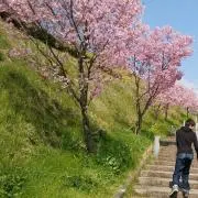 チャンリサの画像