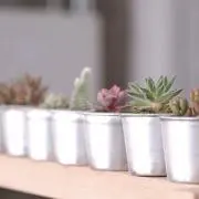 さぼてん