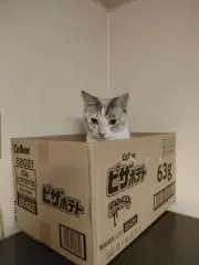 めぐっちの画像