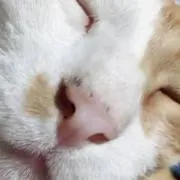 青プリン