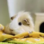 てけてけの画像