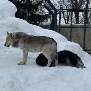 吉村の画像