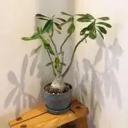tmymの画像